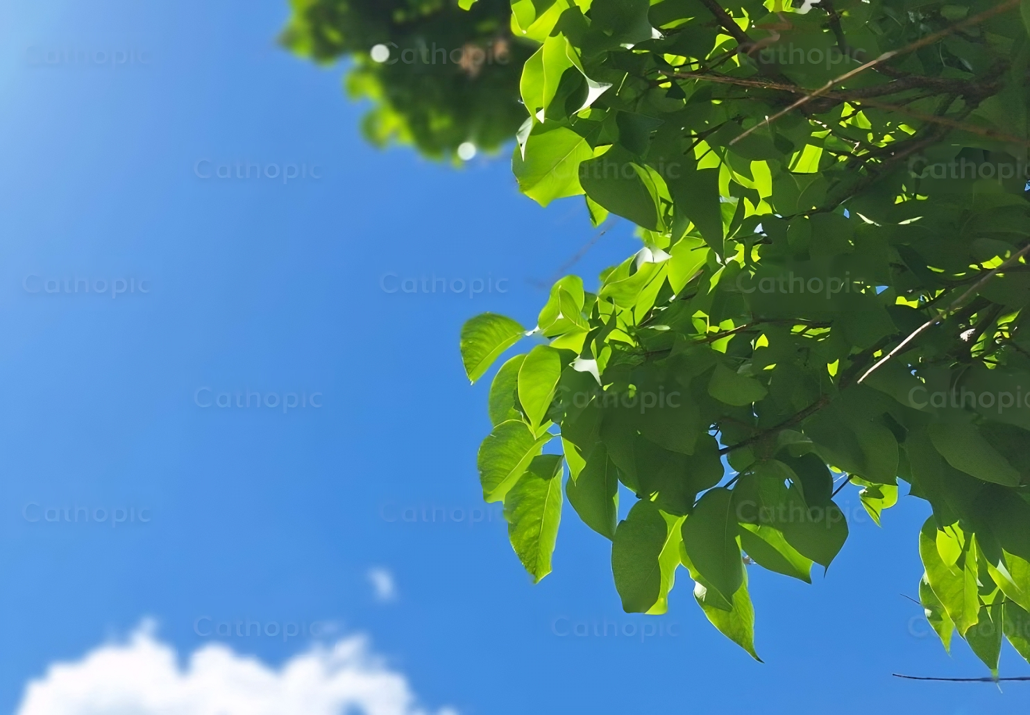 Blue sky and green leaves.