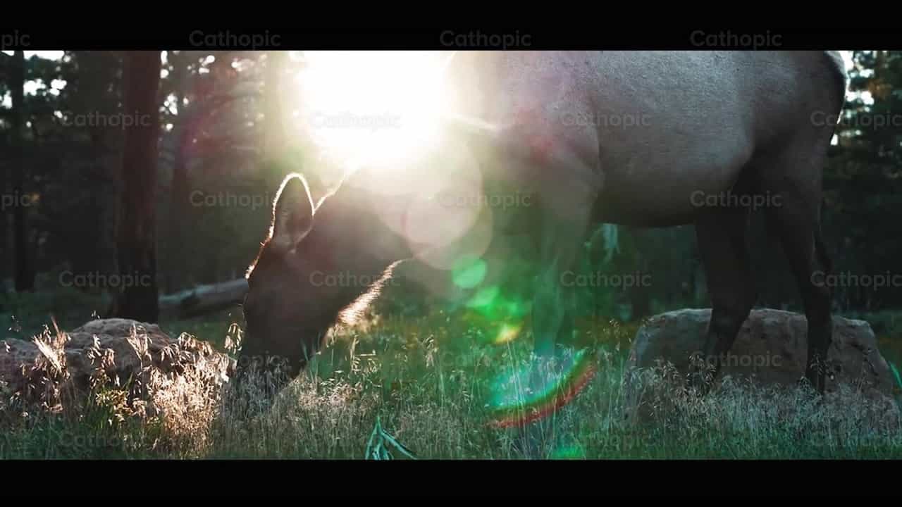 Alce hembra comiendo - Banco de vídeos católicos - Fotografía por Santiago de la Hoz