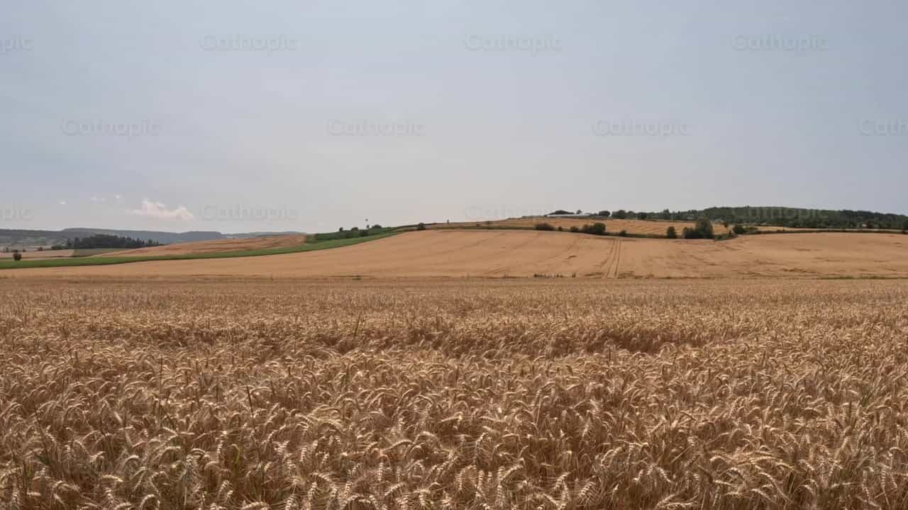 Campo de trigo - Banco de vídeos católicos - Fotografía por Saul Ibarra