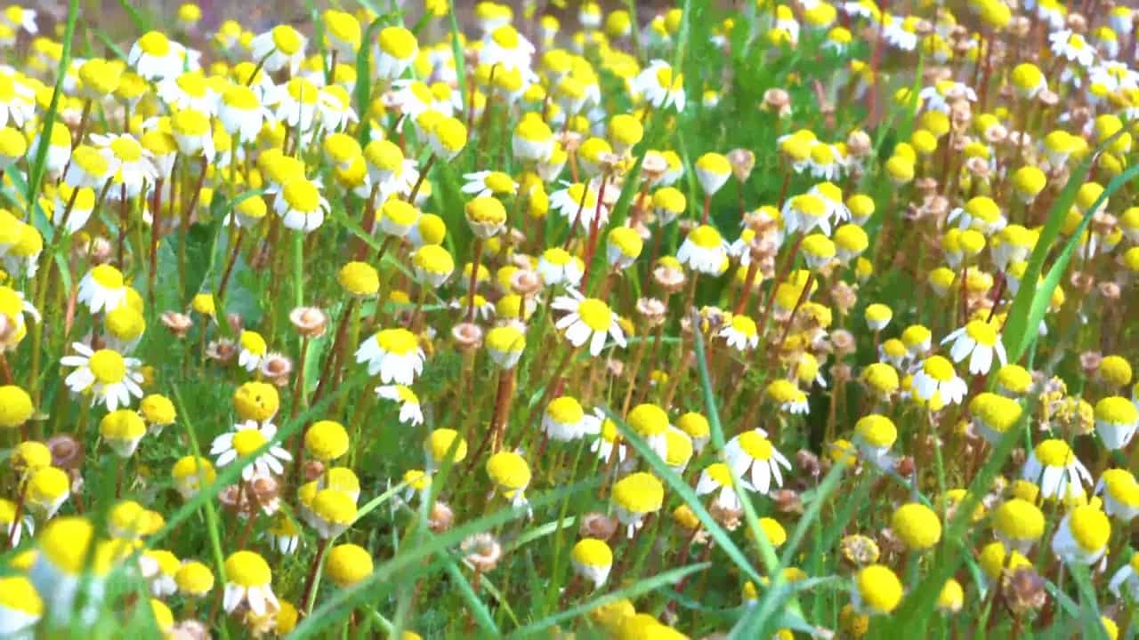 Flores amarillas en el campo - Banco de vídeos católicos - Fotografía por Cathopic