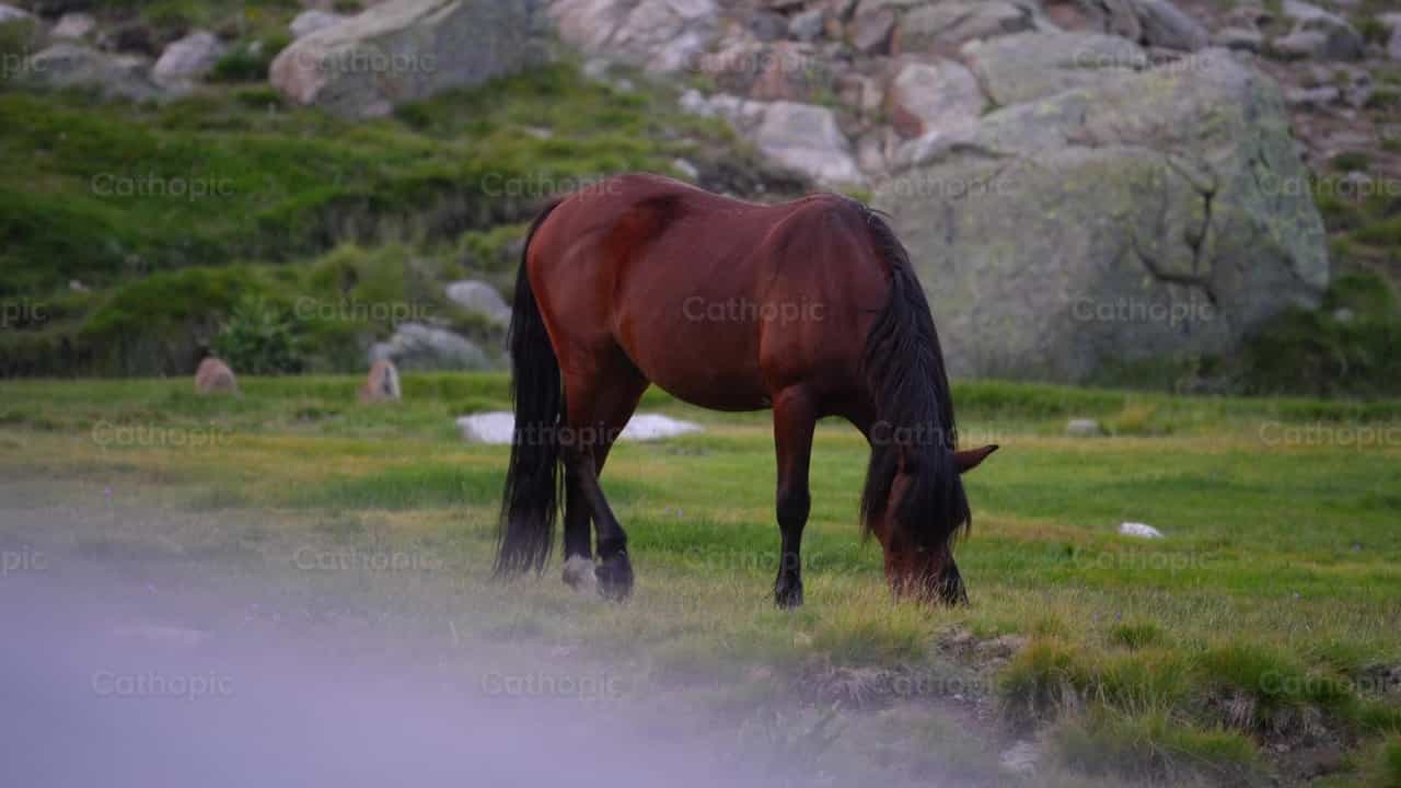 Cavalo nas montanhas - Vídeos católicos de stock - Foto de Santiago de la Hoz
