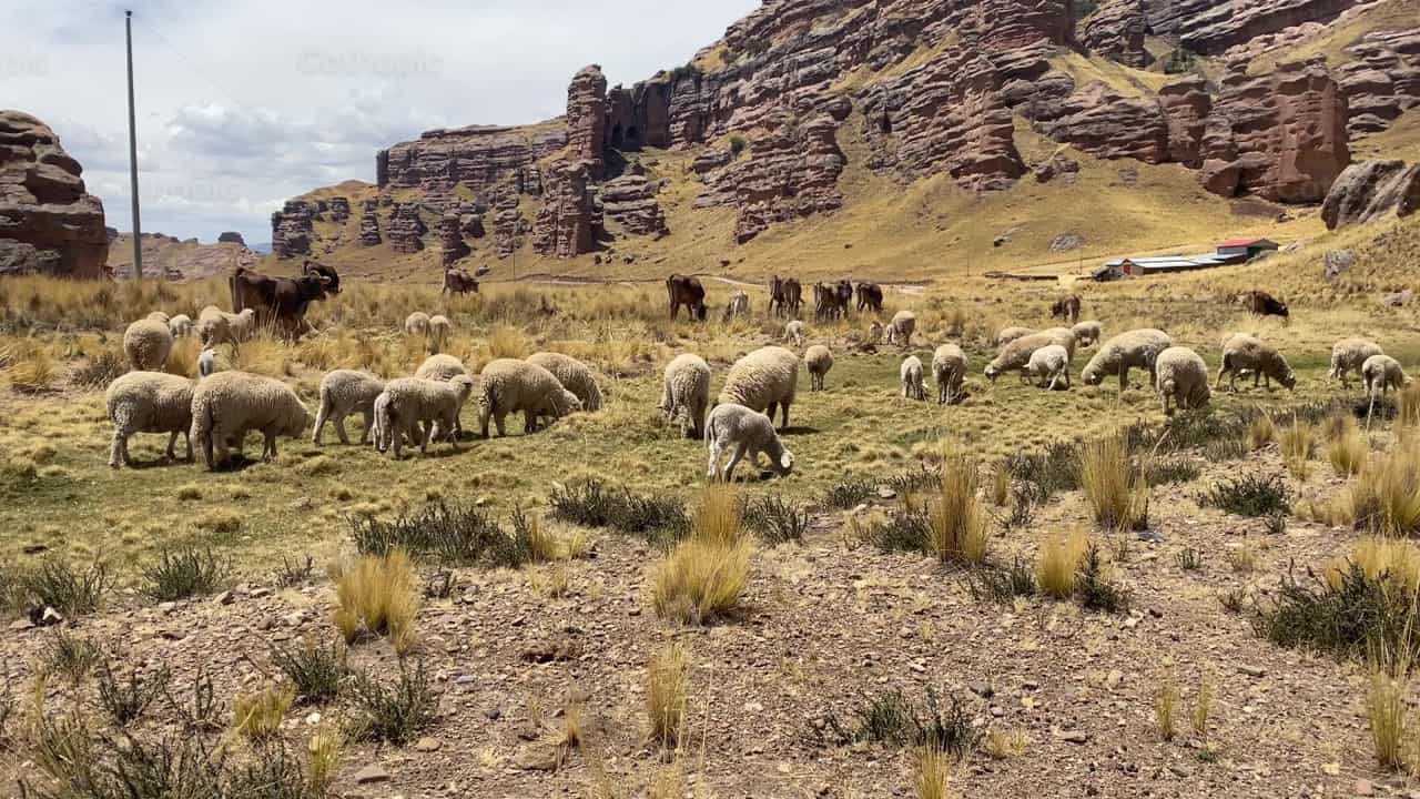 Herd - Catholic stock videos - Photo by Daniela Ag_S