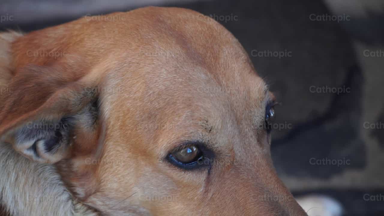Compañía de perro - Banco de vídeos católicos - Fotografía por Lupe Belmonte