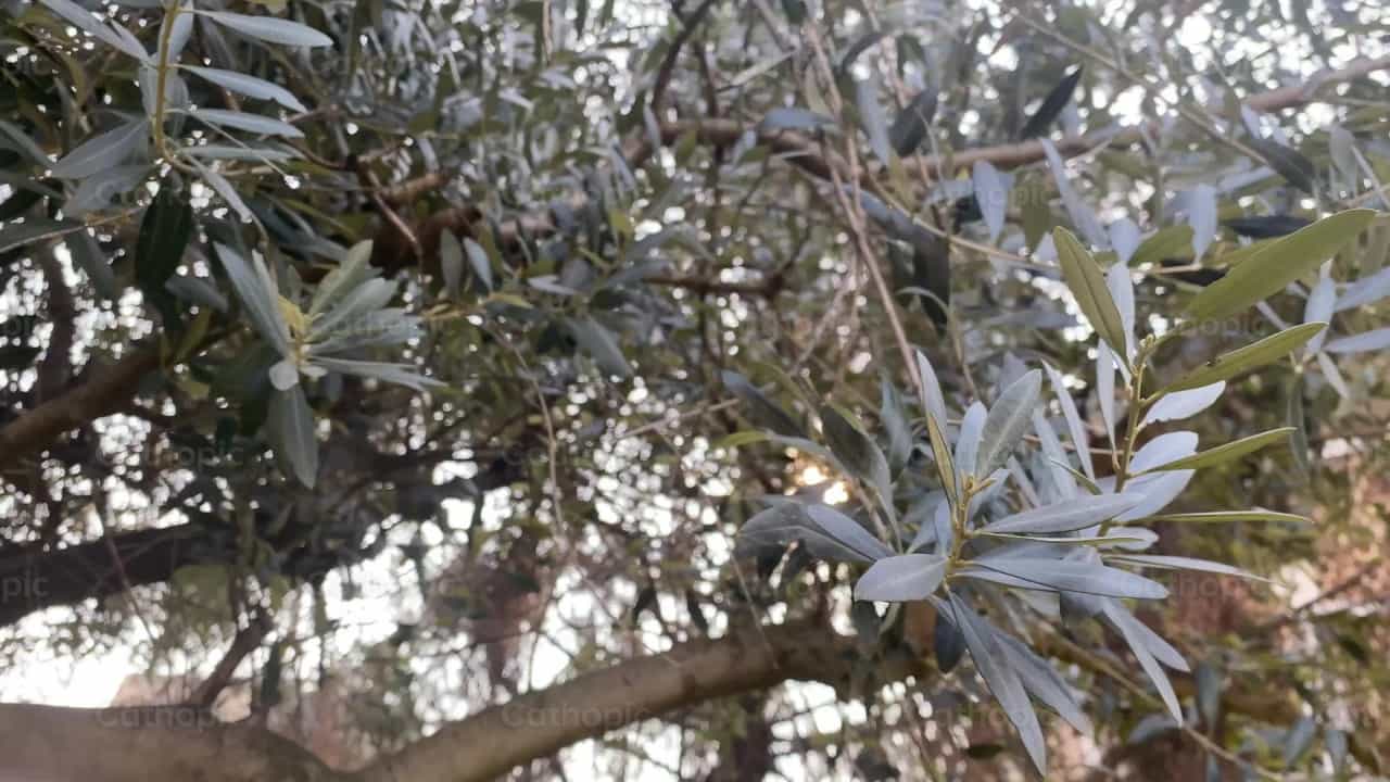 Olive Tree - Catholic stock videos - Photo by Saul Ibarra