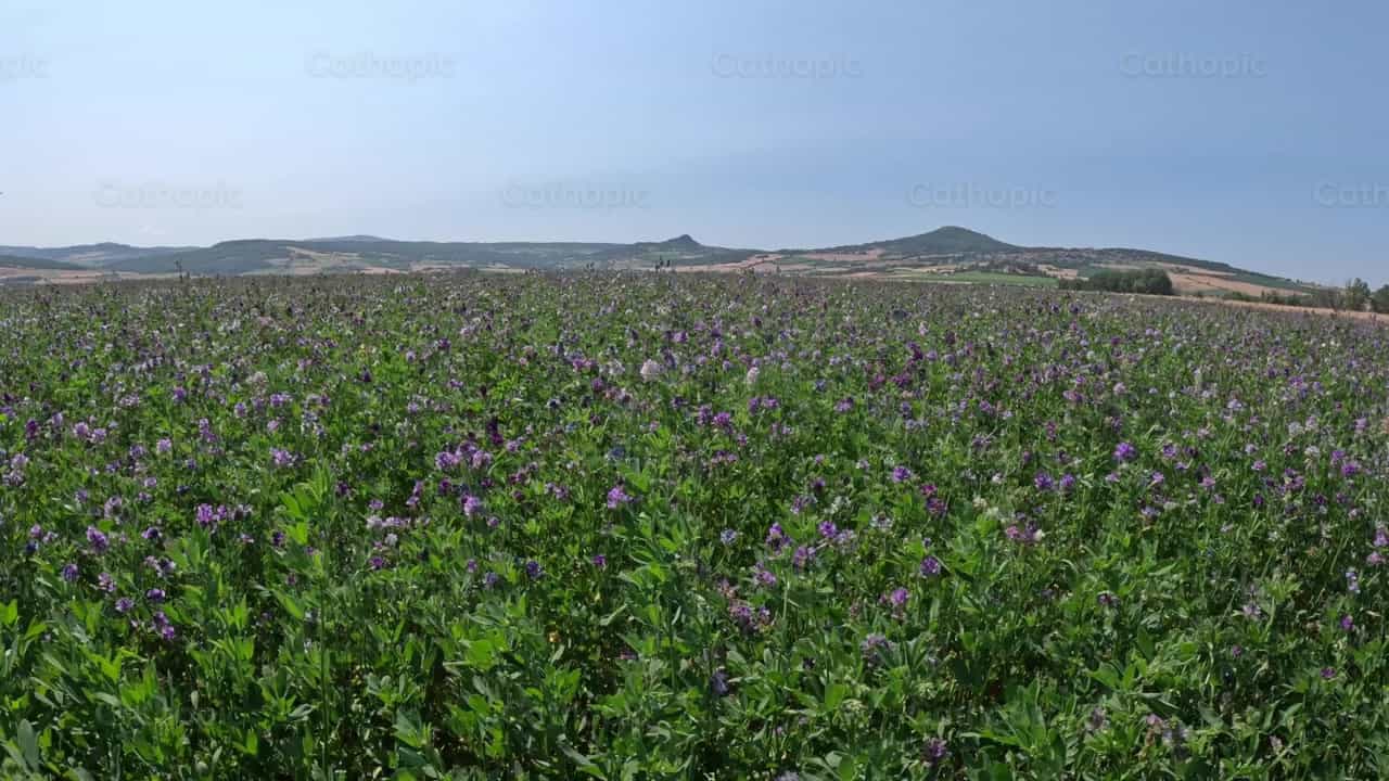 Campo de Lavanda - Vídeos católicos de stock