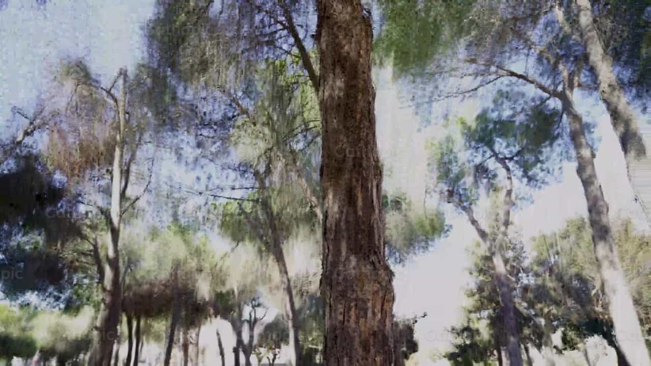 Kuha ng Drone ng Isang Puno - Mga Catholic stock video