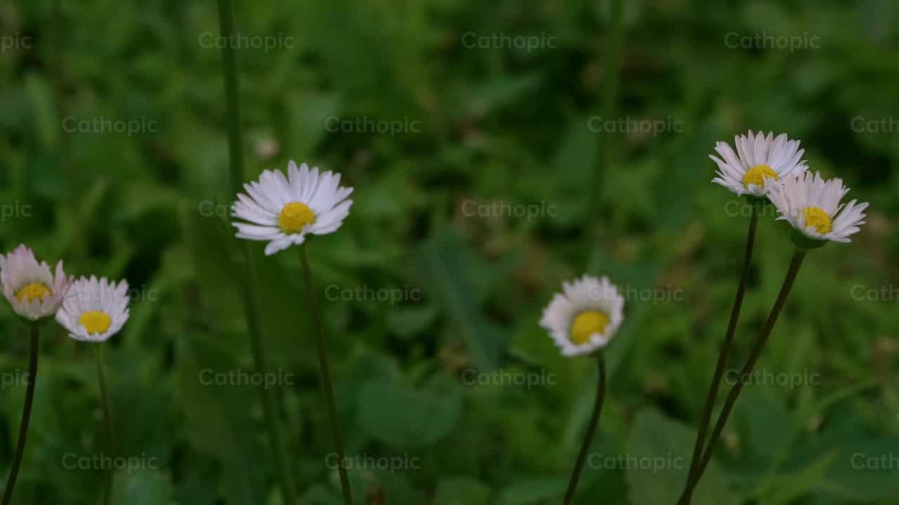 Girassol branco - Vídeos católicos de stock