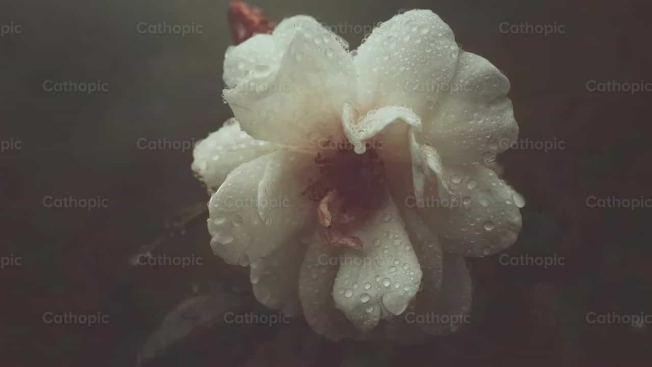 하얀 꽃 - 가톨릭 스톡 영상 - 사진 제공 Diócesis de Córdoba