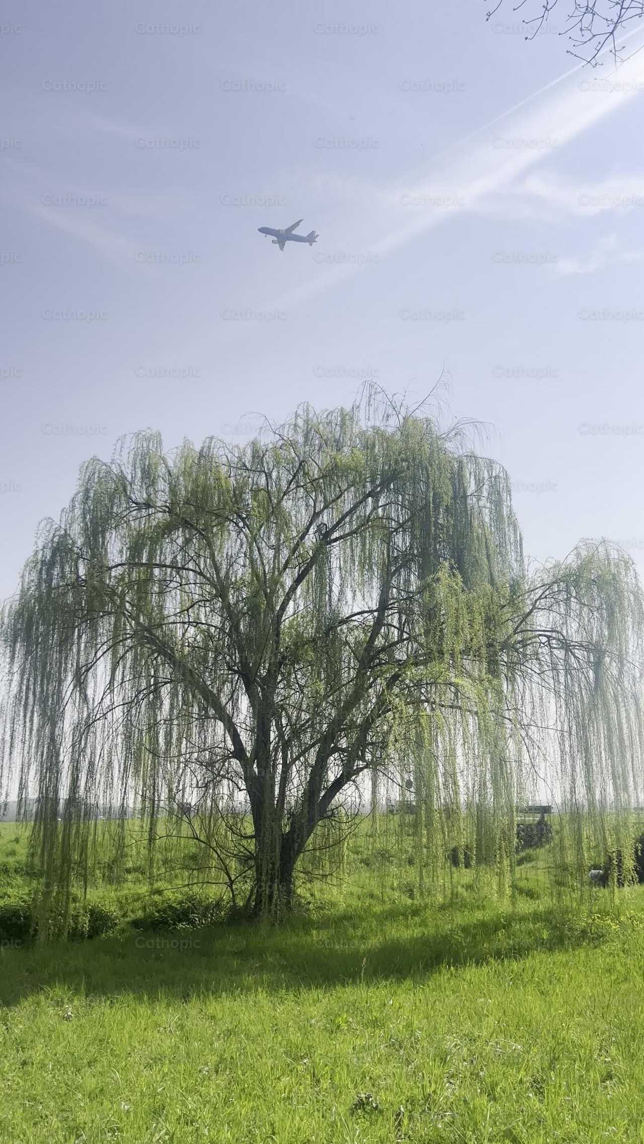 Weeping tree - Catholic stock videos - Photo by Frames Cristianos
