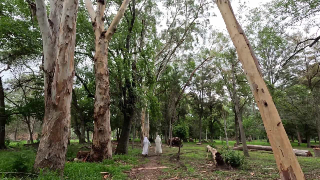 Nuns walking in the forest - Catholic stock videos - Photo by Frames Cristianos