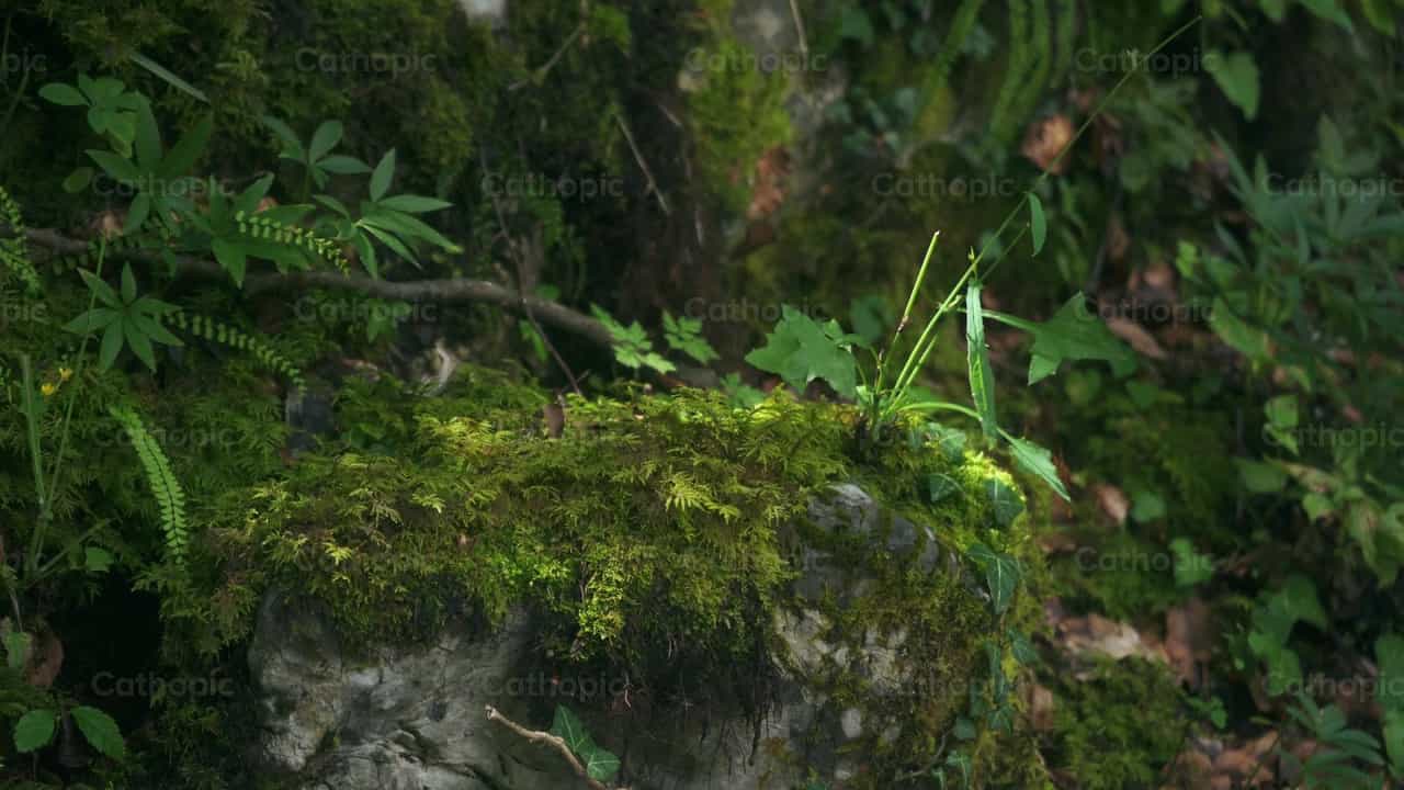 森林 - 天主教素材视频 - 摄影： Lupe Belmonte