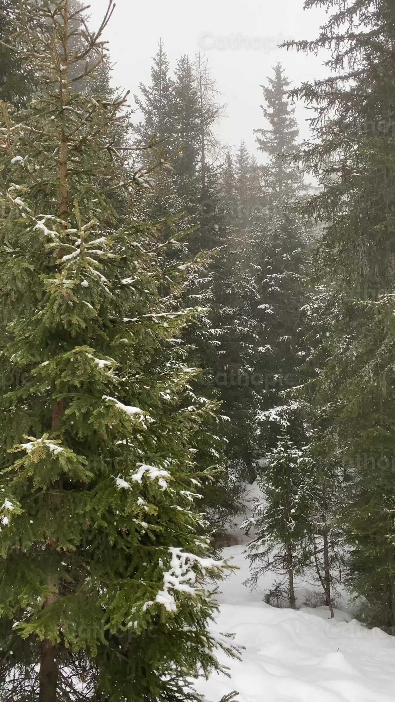 Narnia - Katholische Stock-Videos - Foto von Saul Ibarra