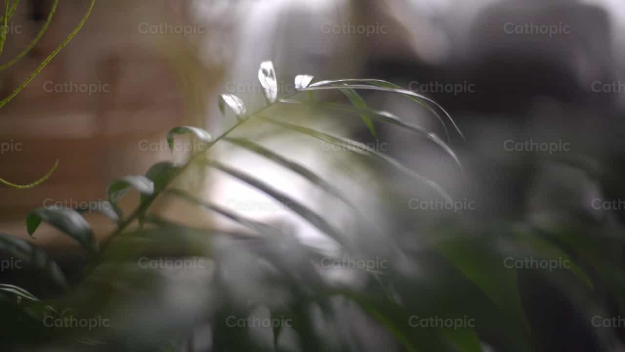 Planta - Banco de vídeos católicos - Fotografía por Lupe Belmonte