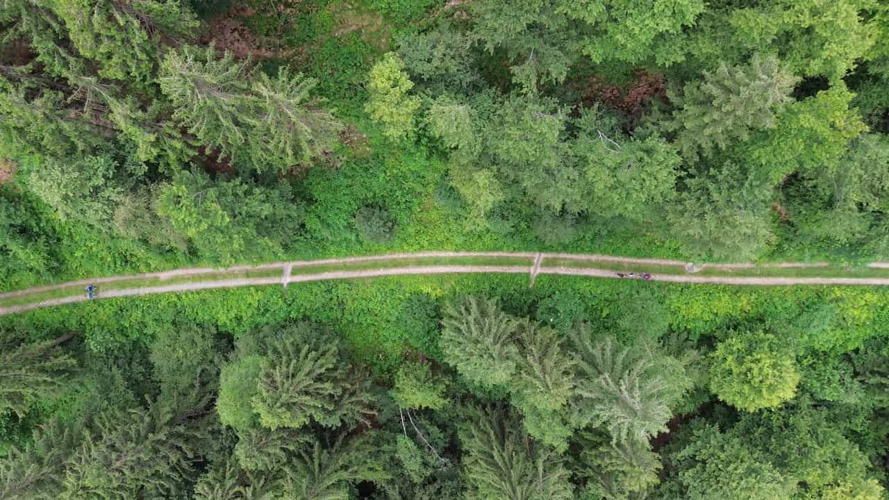 Chemin dans la forêt - Vidéos catholiques de stock
