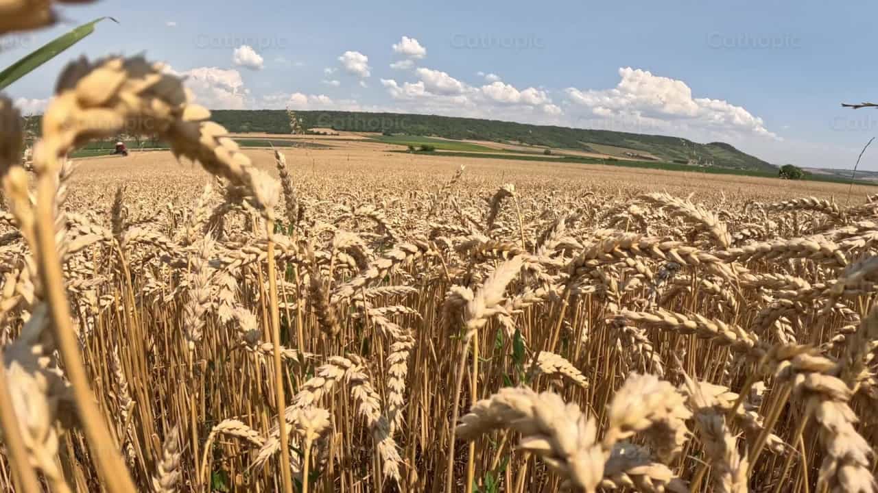 Campo de trigo - Banco de vídeos católicos - Fotografía por Saul Ibarra
