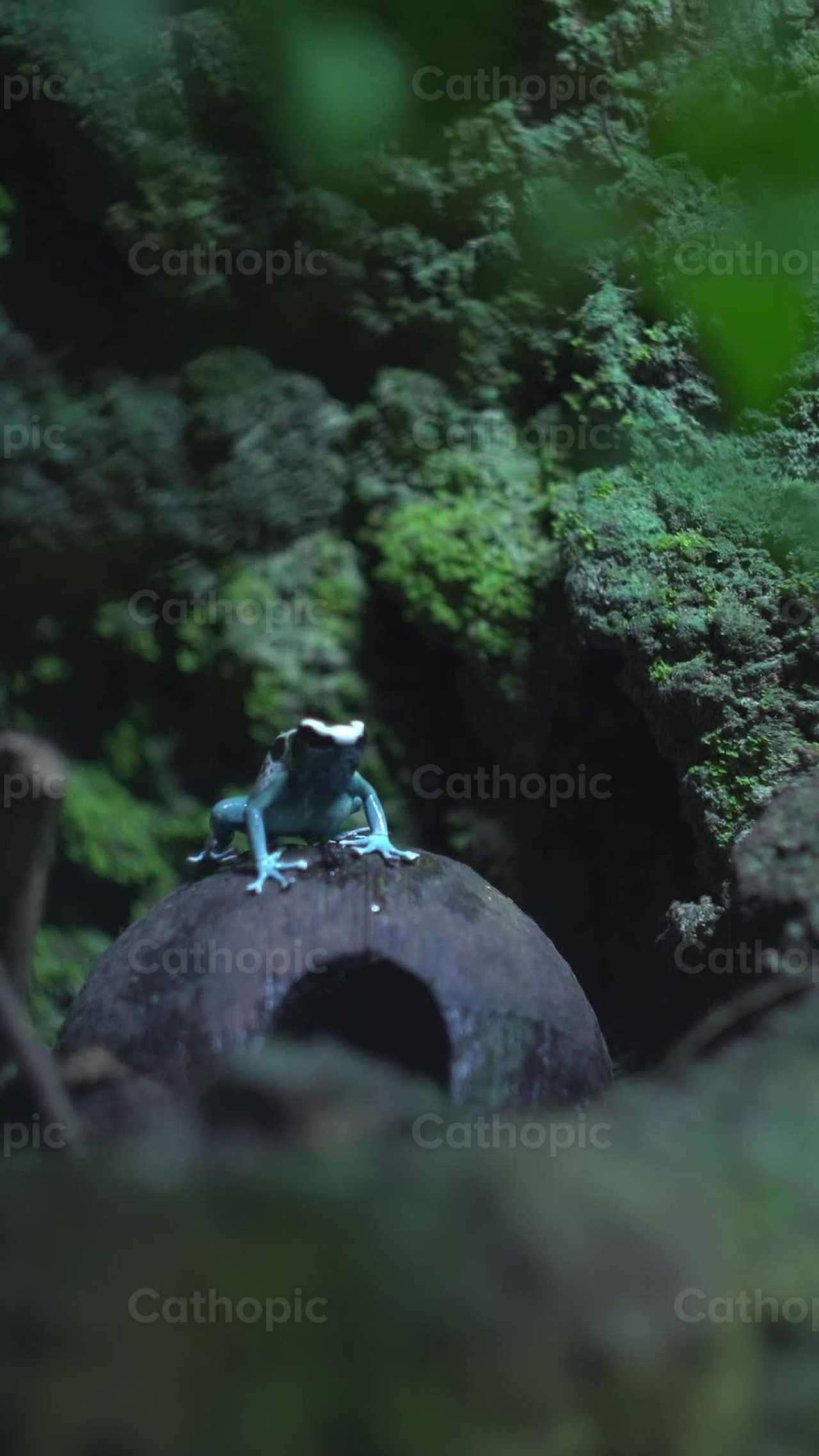 Sapo na natureza - Vídeos católicos de stock