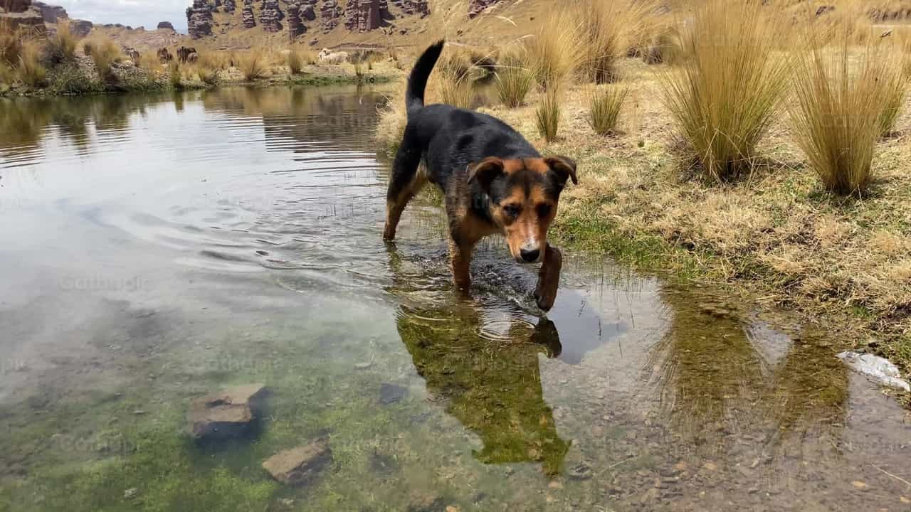 Perro en el lago - Banco de vídeos católicos - Fotografía por Daniela Ag_S