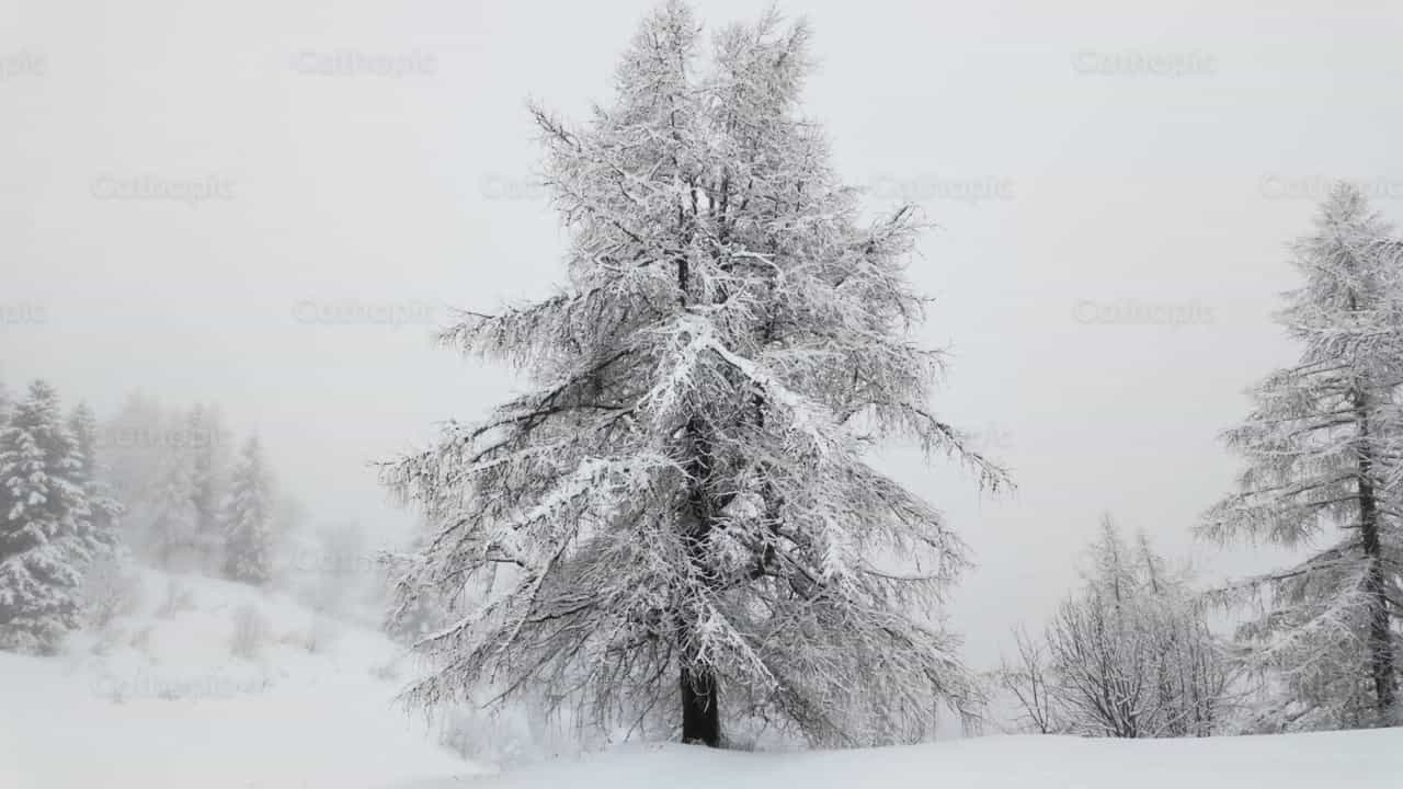 Árboles cubiertos de nieve en un paisaje de bosque invernal con niebla - Banco de vídeos católicos