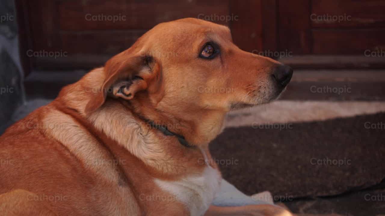 Compañía de perro - Banco de vídeos católicos