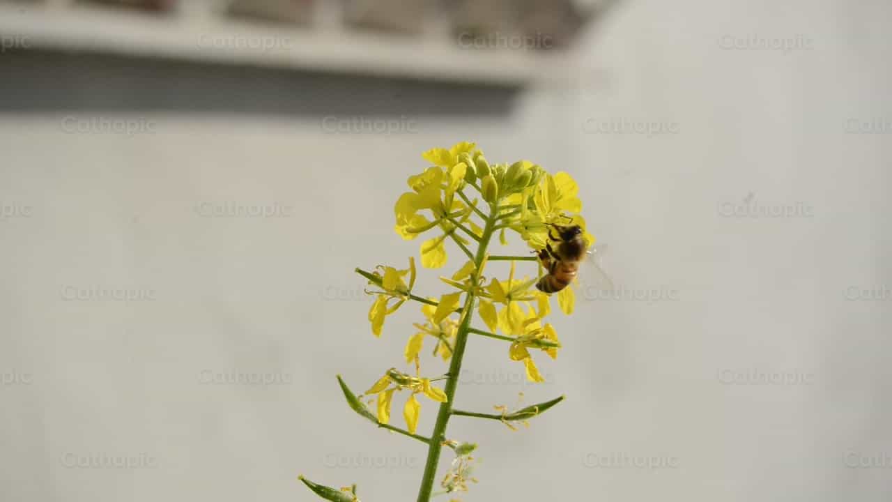 Abeja en flor de mostaza - Banco de vídeos católicos - Fotografía por Lizardi Saucedo
