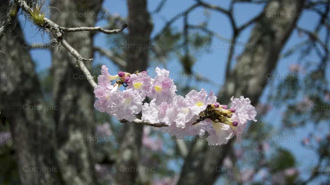 Flores - Vídeos católicos de stock - Foto de Carolina BR
