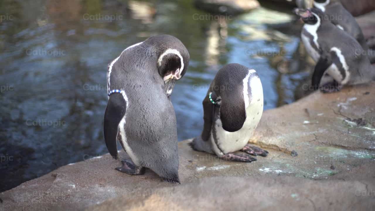 Pingüino - Banco de vídeos católicos - Fotografía por Lupe Belmonte