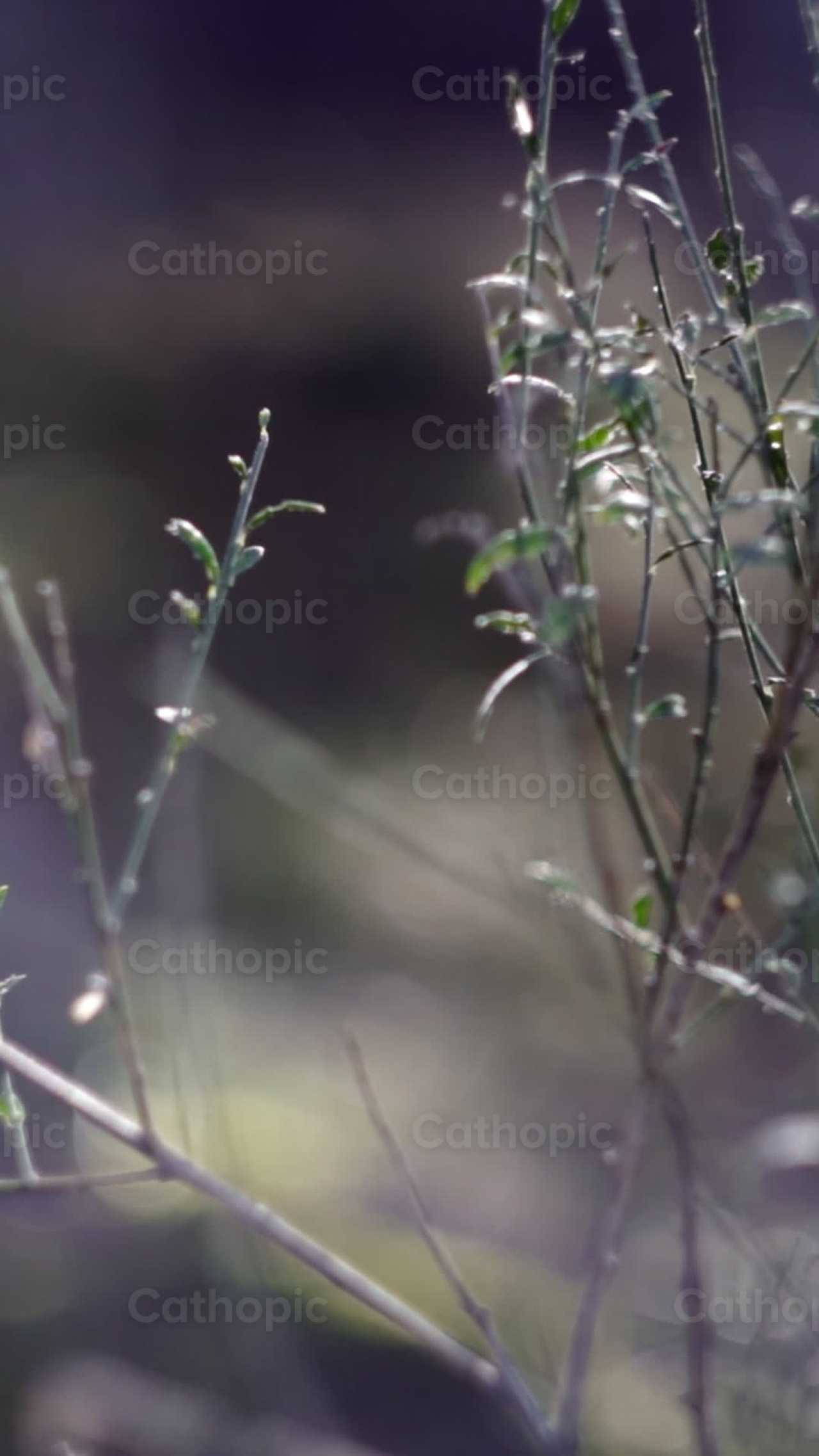 Plantas - Banco de vídeos católicos - Fotografía por Lupe Belmonte