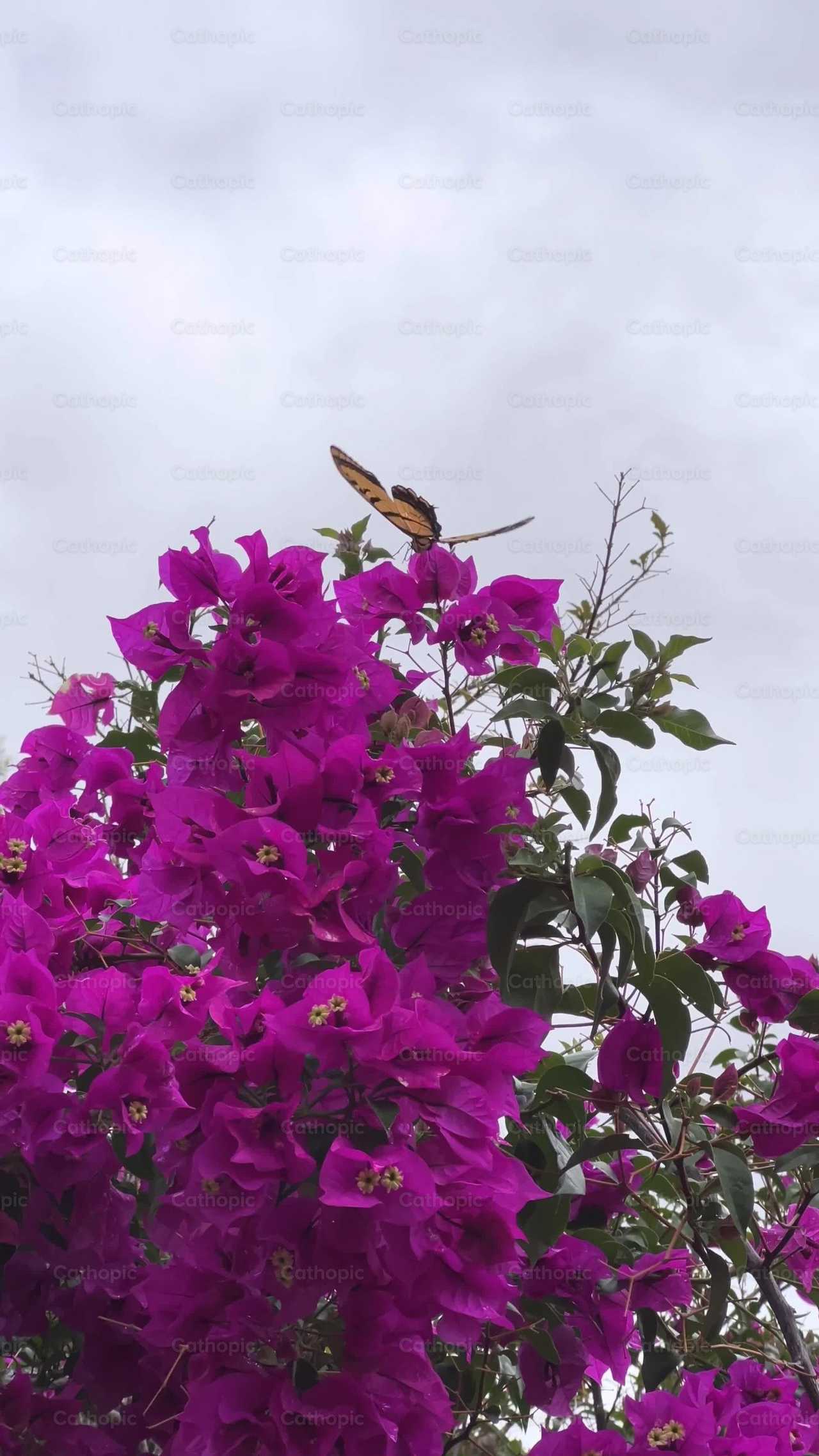 Butterfly - Catholic stock videos - Photo by Frames Cristianos