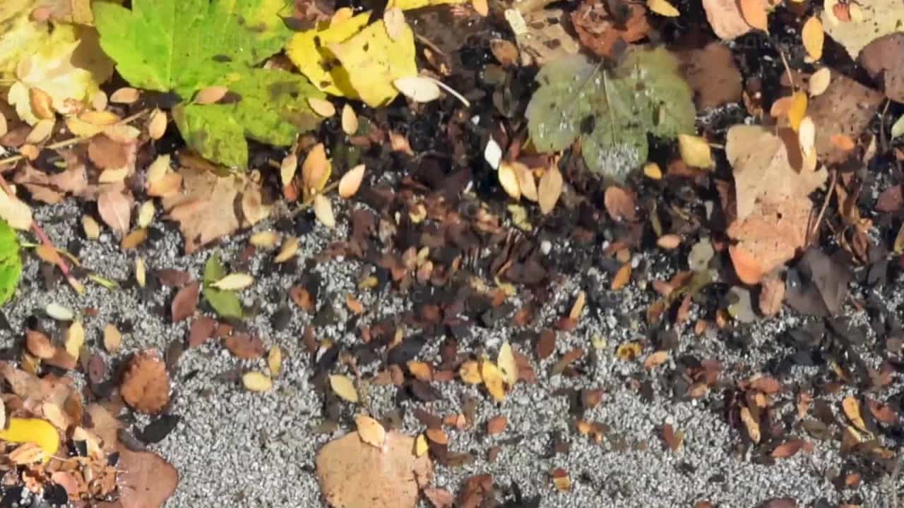 Hojas de otoño y agua - Banco de vídeos católicos - Fotografía por Titi Maciel Pérez