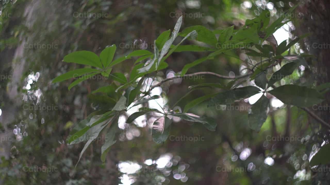 Hojas bosque - Banco de vídeos católicos - Fotografía por Lupe Belmonte