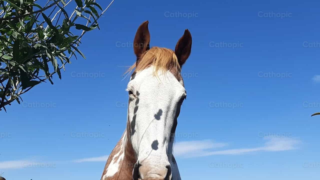 Wilde paard - Katholieke stockvideo's - Foto door Kotryna Markūnaitė