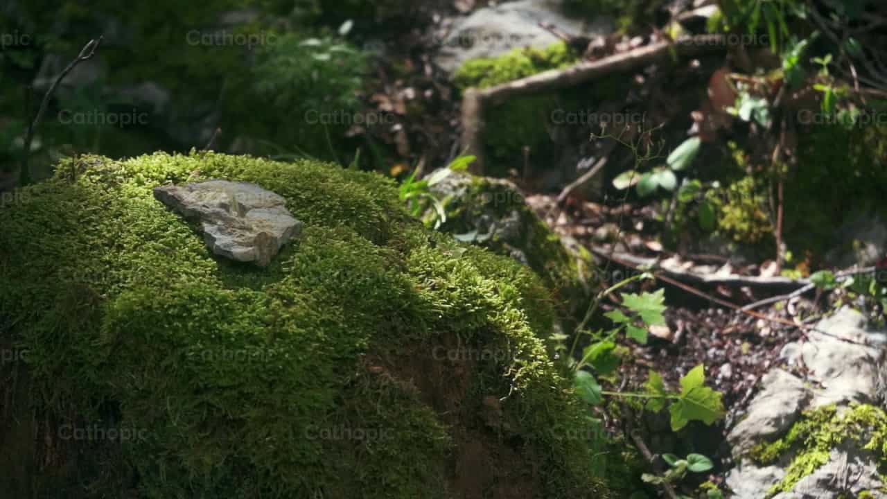 Bosque - Banco de vídeos católicos - Fotografía por Lupe Belmonte