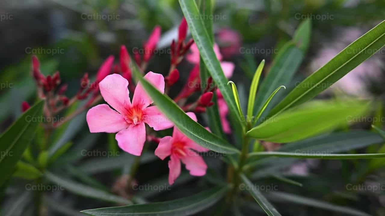 Flores cor-de-rosa - Vídeos católicos de stock