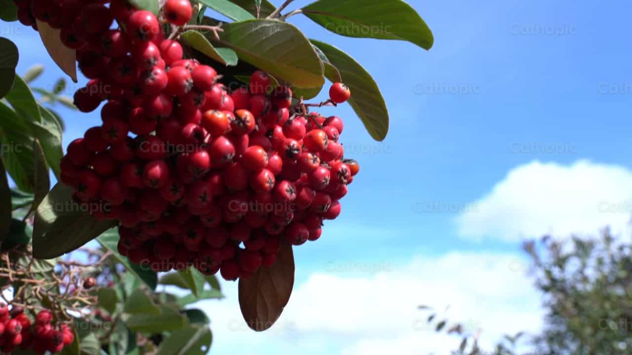 Fruto rojo - Banco de vídeos católicos - Fotografía por Cathopic