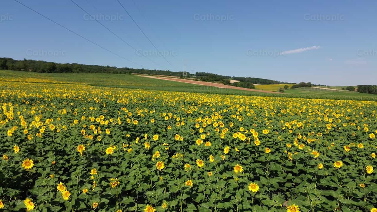 Sunflower Field - Catholic stock videos - Photo by Saul Ibarra