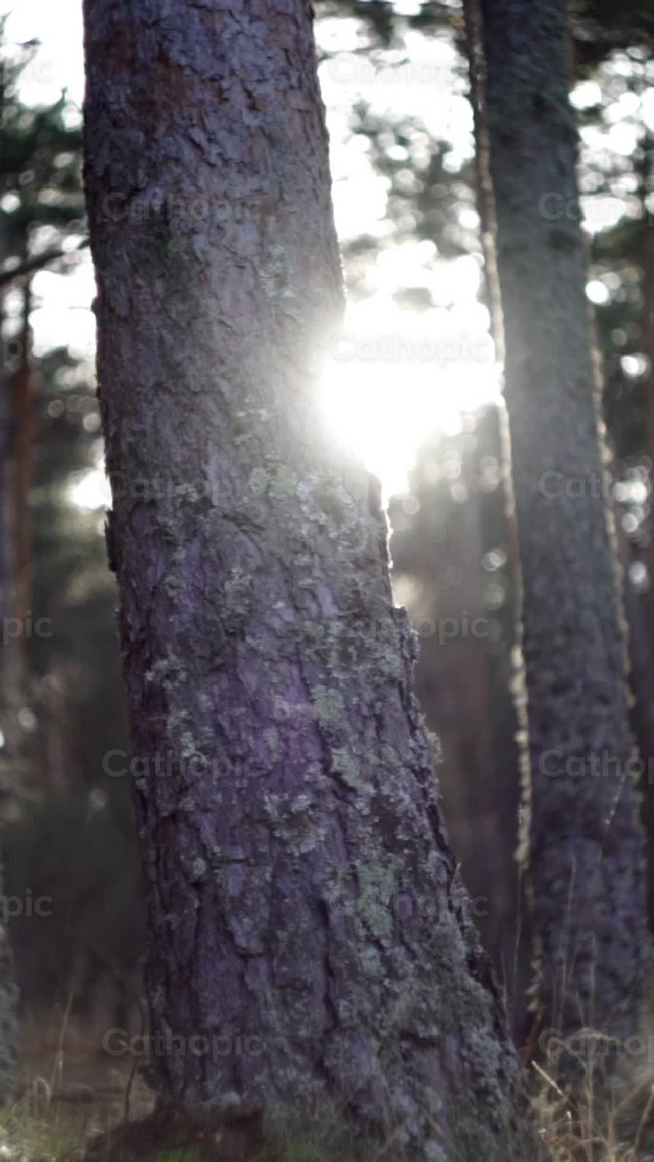 Tronco de Arbol - Banco de vídeos católicos - Fotografía por Lupe Belmonte