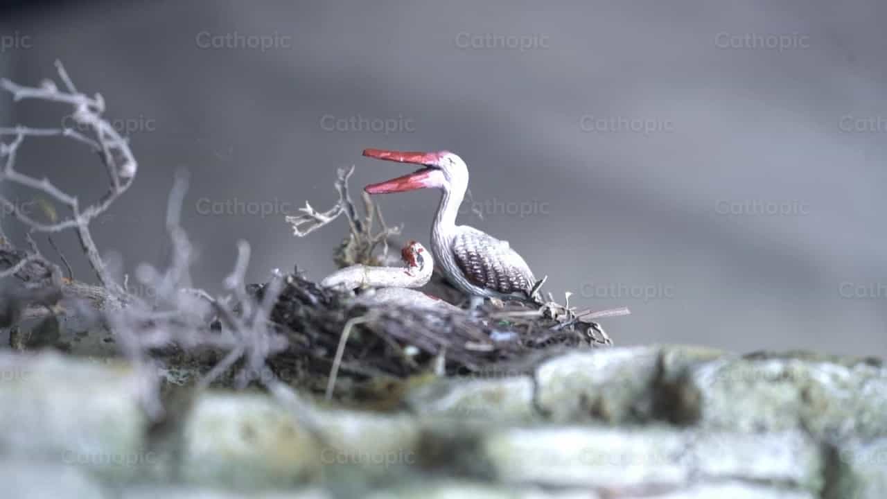 Pelicano - Banco de vídeos católicos - Fotografía por Lupe Belmonte