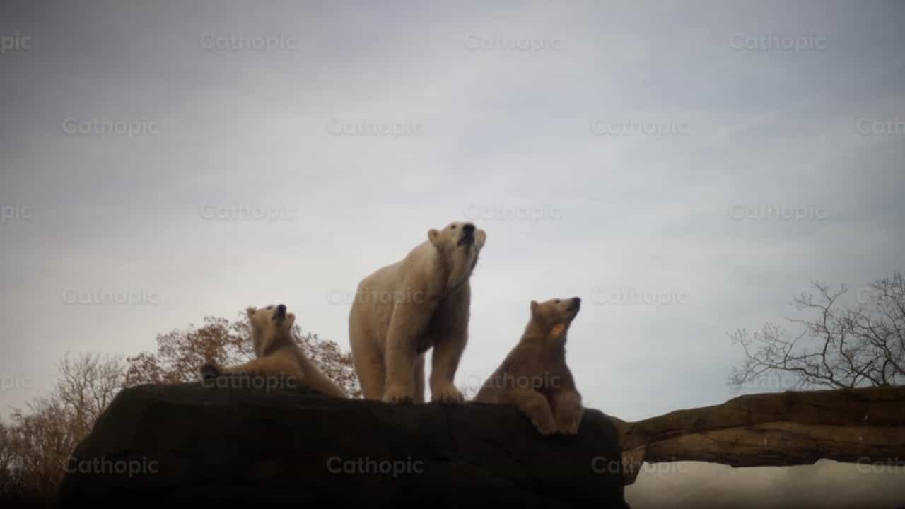 Oso polar - Banco de vídeos católicos - Fotografía por Lupe Belmonte