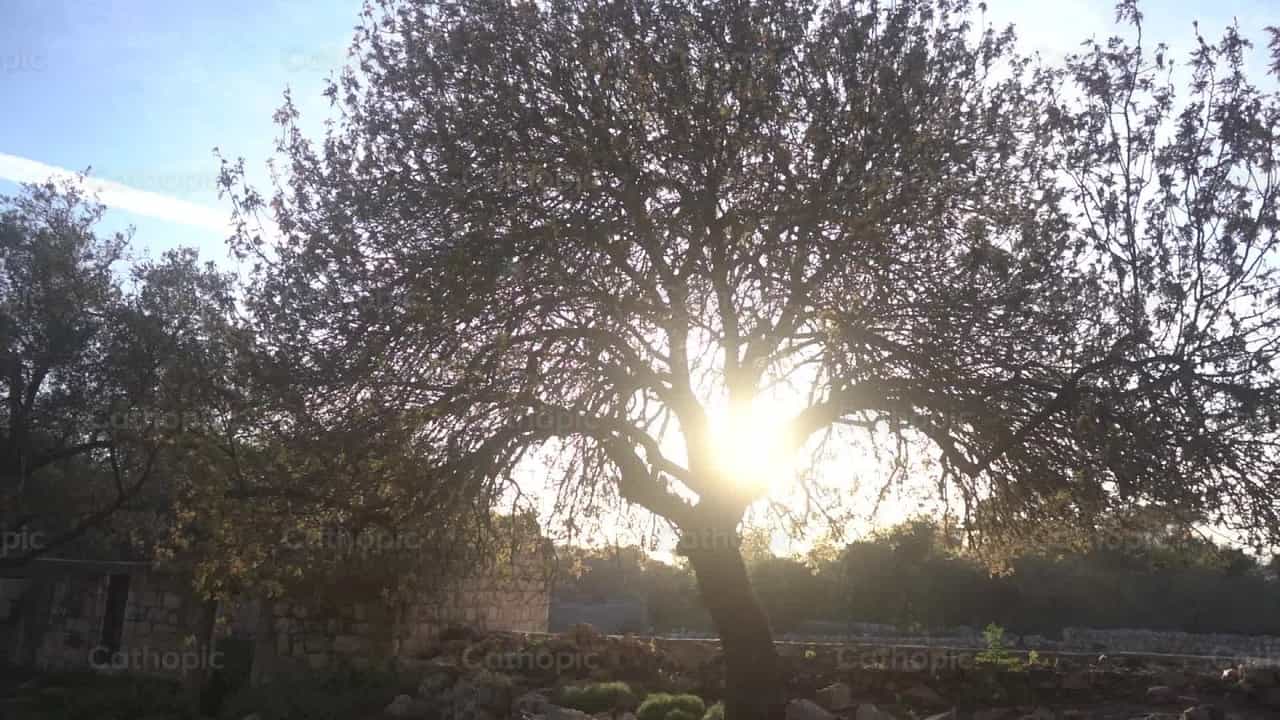 Tree - Catholic stock videos - Photo by Lupe Belmonte