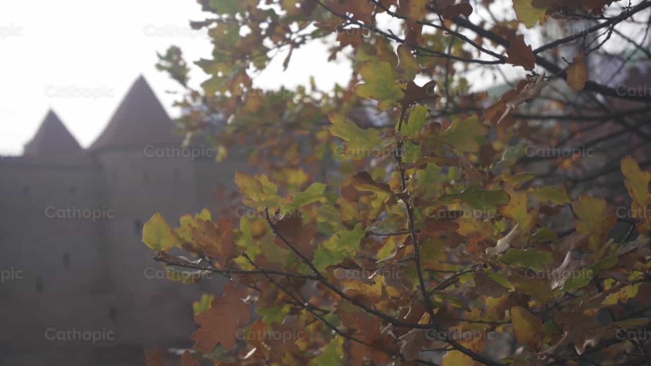 Otoño - Banco de vídeos católicos - Fotografía por Lupe Belmonte