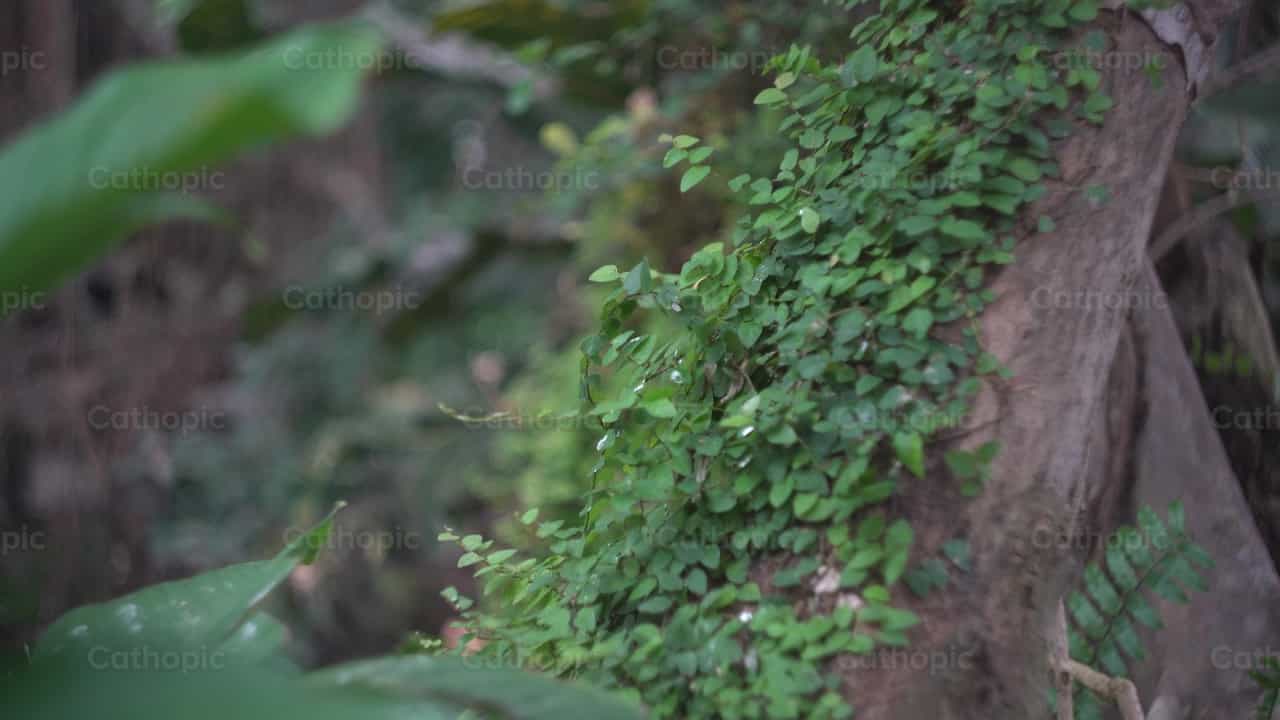 Tropical - Catholic stock videos - Photo by Lupe Belmonte