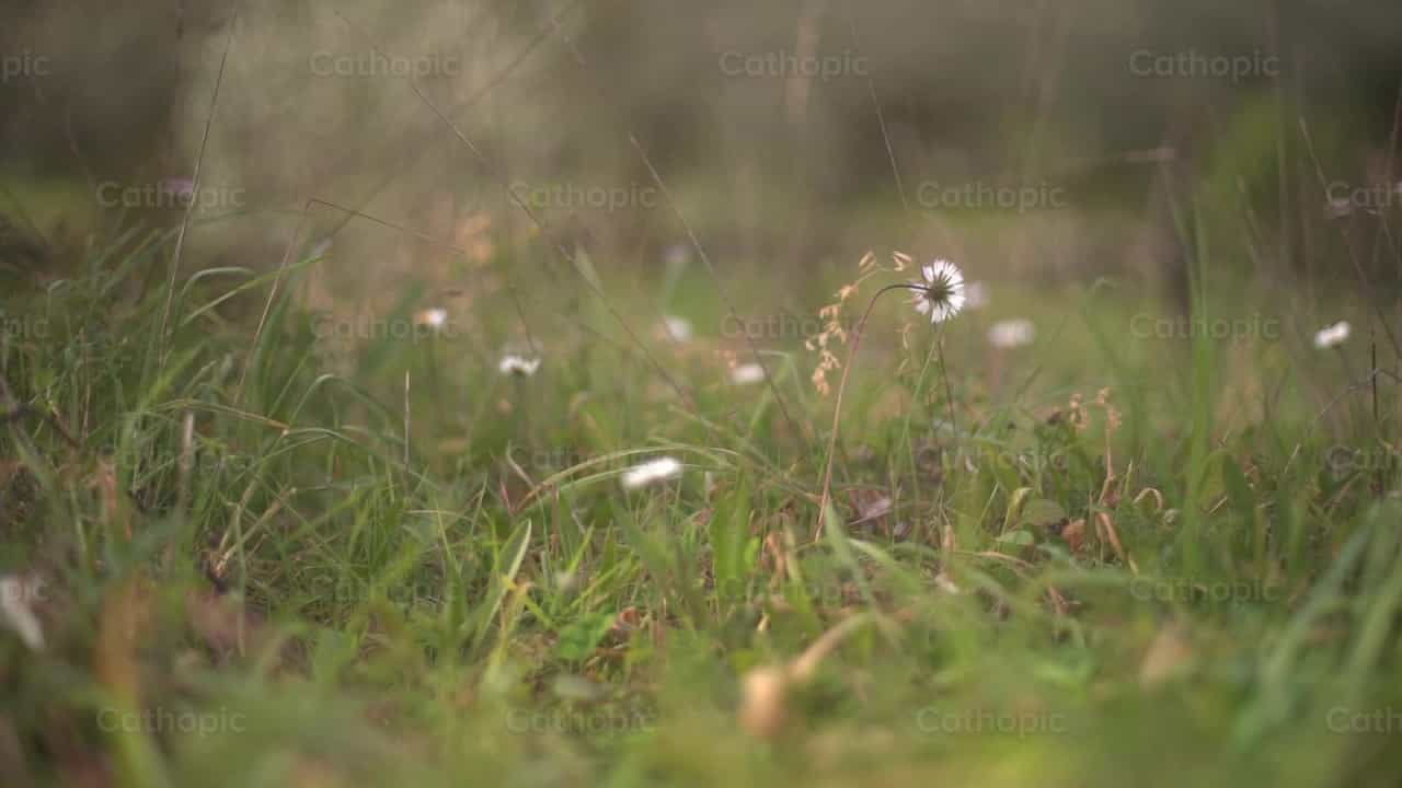 Flor en el campo - Banco de vídeos católicos