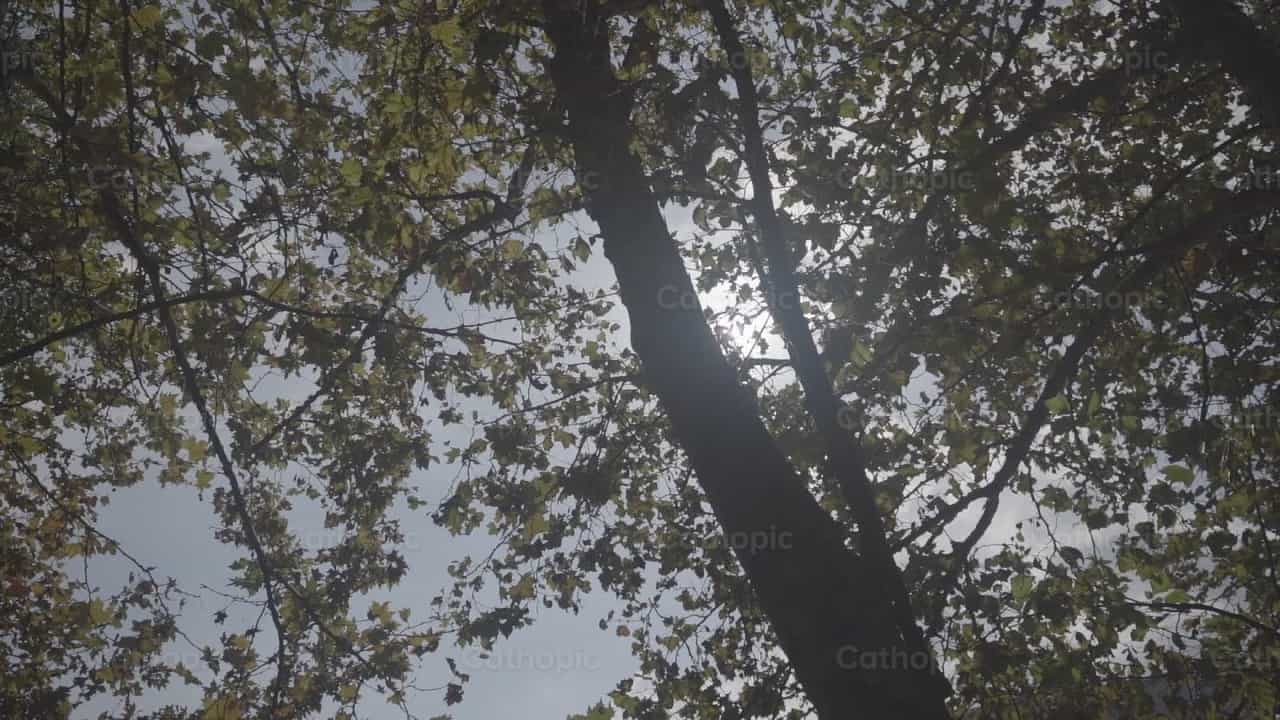 Tree and sun - Catholic stock videos - Photo by Lupe Belmonte