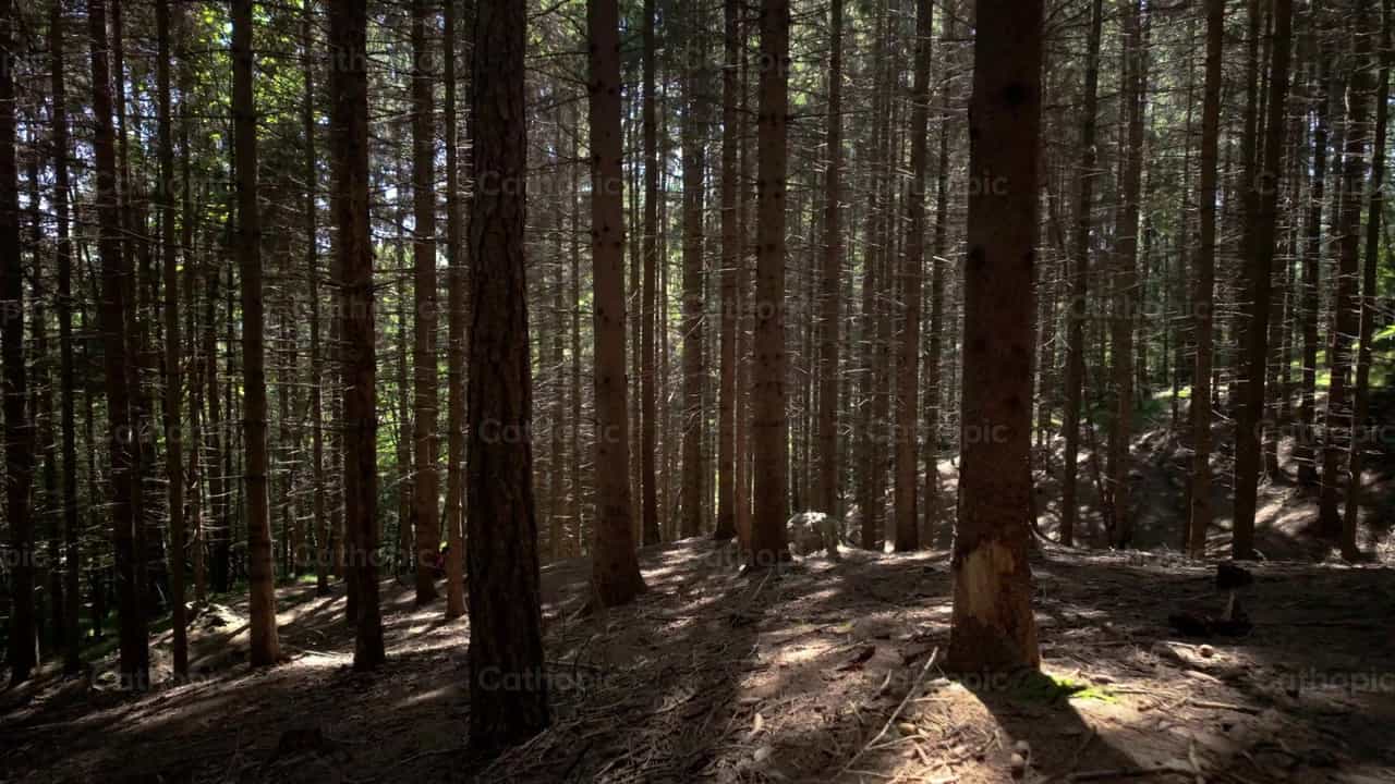 Dramatic Slow Motion Forest Scene with Sunlight Th - Catholic stock videos - Photo by Michelangelo Oprandi