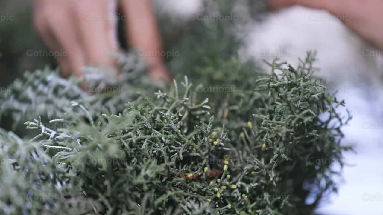 Corona de Adviento - Banco de vídeos católicos - Fotografía por Cathopic