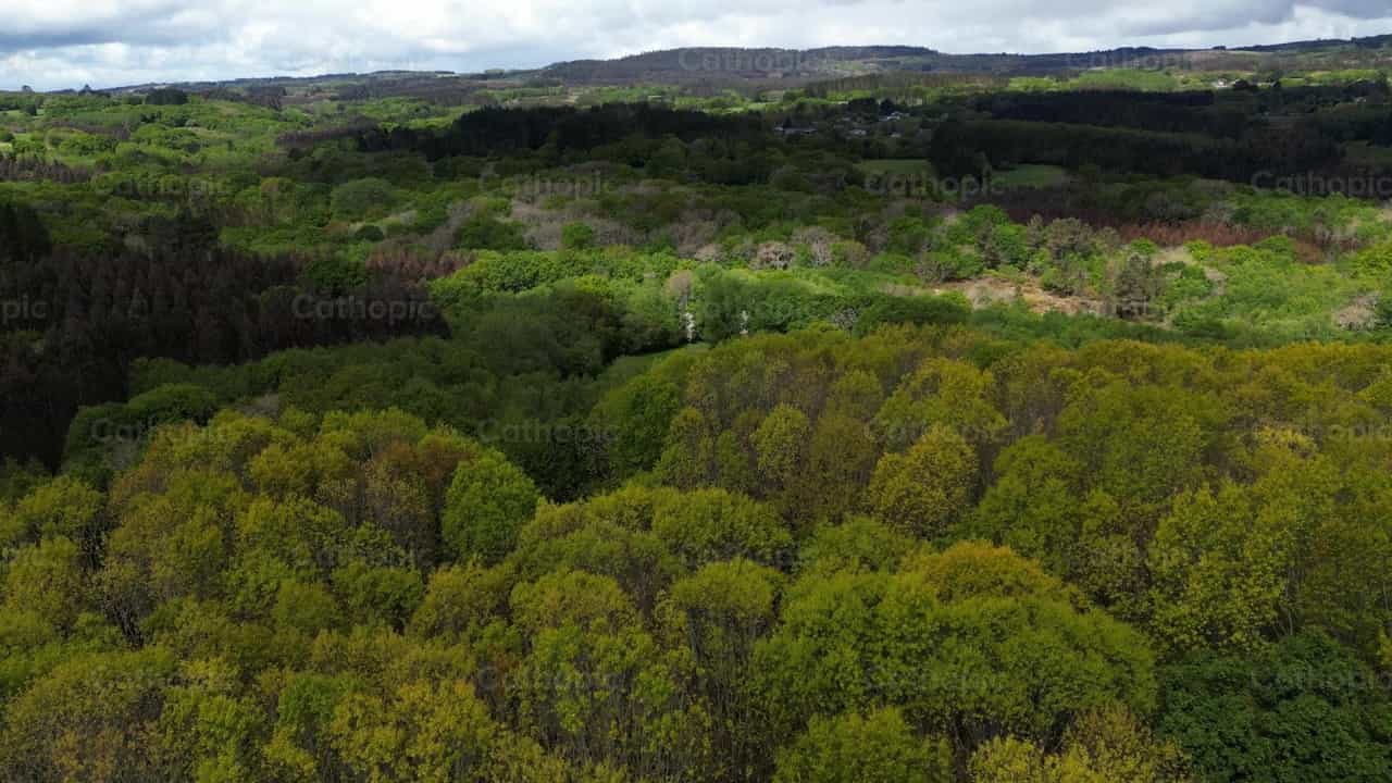 Bosque de árboles y pinos - Banco de vídeos católicos - Fotografía por Santiago de la Hoz