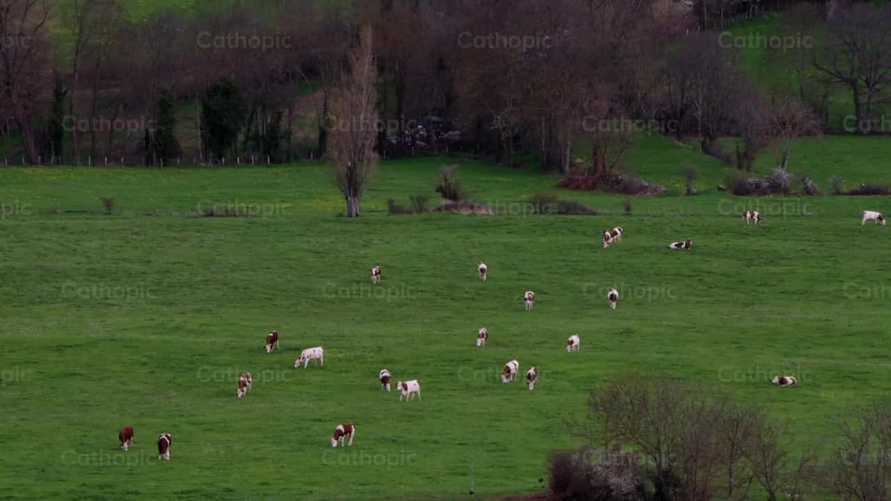 Campo de ganado - Banco de vídeos católicos - Fotografía por Frames Cristianos