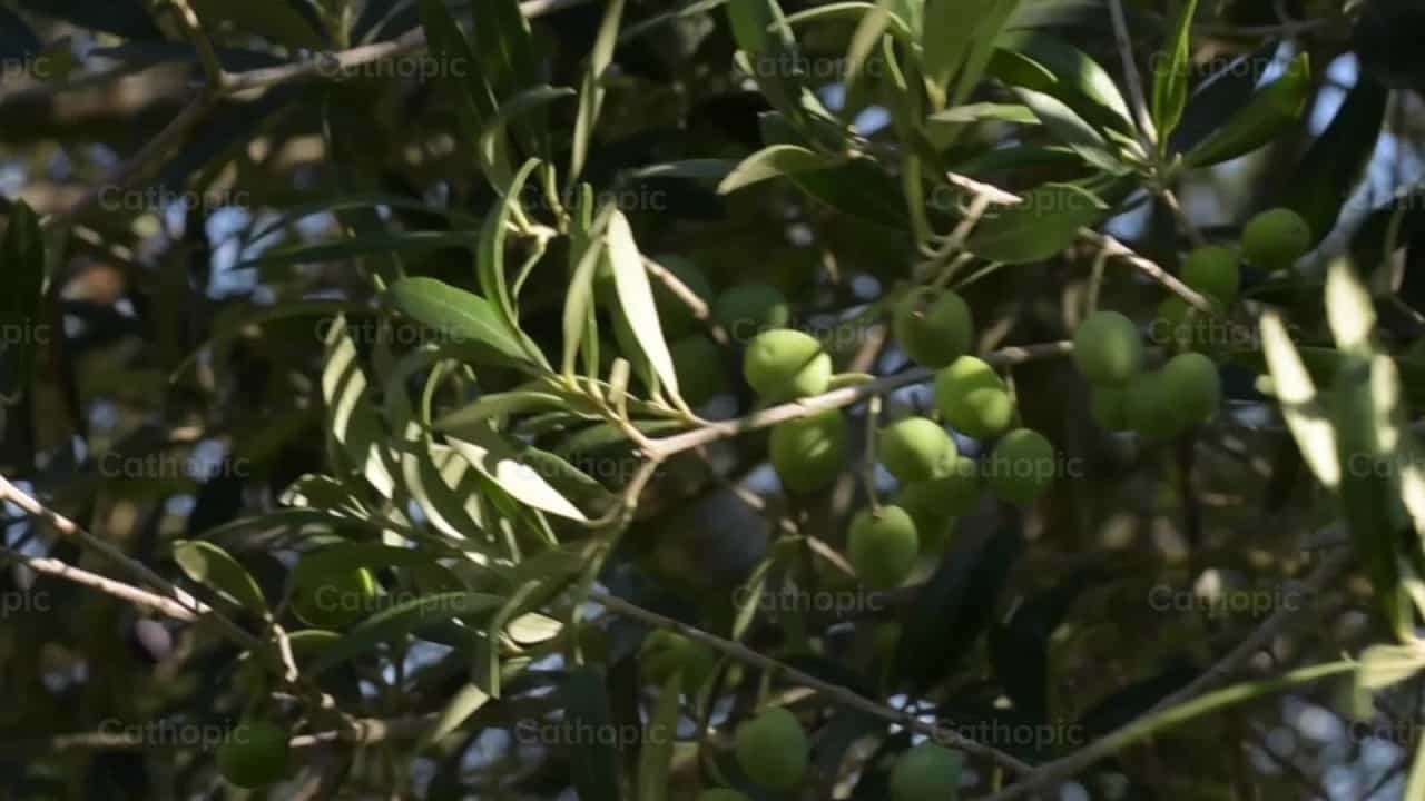 Olive branches - Catholic stock videos - Photo by Titi Maciel Pérez