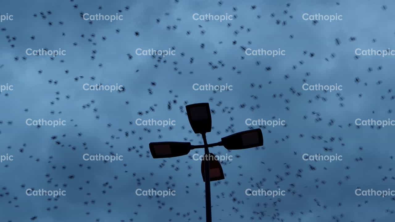 Pajaros volando - Banco de vídeos católicos - Fotografía por Frames Cristianos