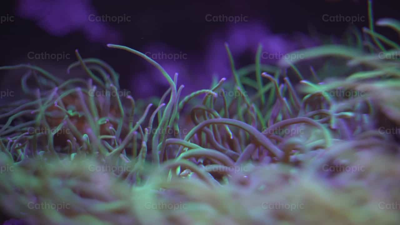 Fondo del mar - Banco de vídeos católicos - Fotografía por Lupe Belmonte